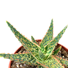 Load image into Gallery viewer, Aloe, 4in, Christmas Carol - Floral Acres Greenhouse & Garden Centre