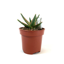 Load image into Gallery viewer, Aloe, 4in, Christmas Carol - Floral Acres Greenhouse & Garden Centre