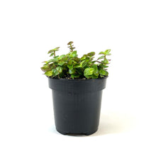 Load image into Gallery viewer, Callisia, 4in, Turtle Vine - Floral Acres Greenhouse & Garden Centre