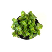 Load image into Gallery viewer, Callisia, 4in, Turtle Vine - Floral Acres Greenhouse & Garden Centre