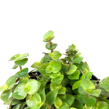 Load image into Gallery viewer, Callisia, 4in, Turtle Vine - Floral Acres Greenhouse & Garden Centre