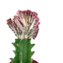 Load image into Gallery viewer, Cactus, 4in, Coral Cactus, Pink - Floral Acres Greenhouse & Garden Centre