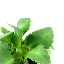 Load image into Gallery viewer, Kalanchoe, 4in, Mother of Thousands - Floral Acres Greenhouse & Garden Centre