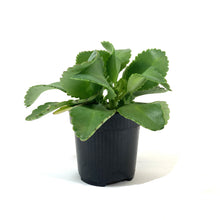 Load image into Gallery viewer, Kalanchoe, 4in, Mother of Thousands - Floral Acres Greenhouse & Garden Centre