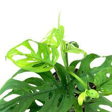 Load image into Gallery viewer, Monstera, 4in, Adansonii Swiss Cheese - Floral Acres Greenhouse & Garden Centre
