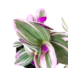 Load image into Gallery viewer, Tradescantia, 4in, Nanouk - Floral Acres Greenhouse & Garden Centre