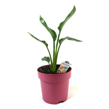 Load image into Gallery viewer, Bird of Paradise, 7.5in, Orange - Floral Acres Greenhouse & Garden Centre