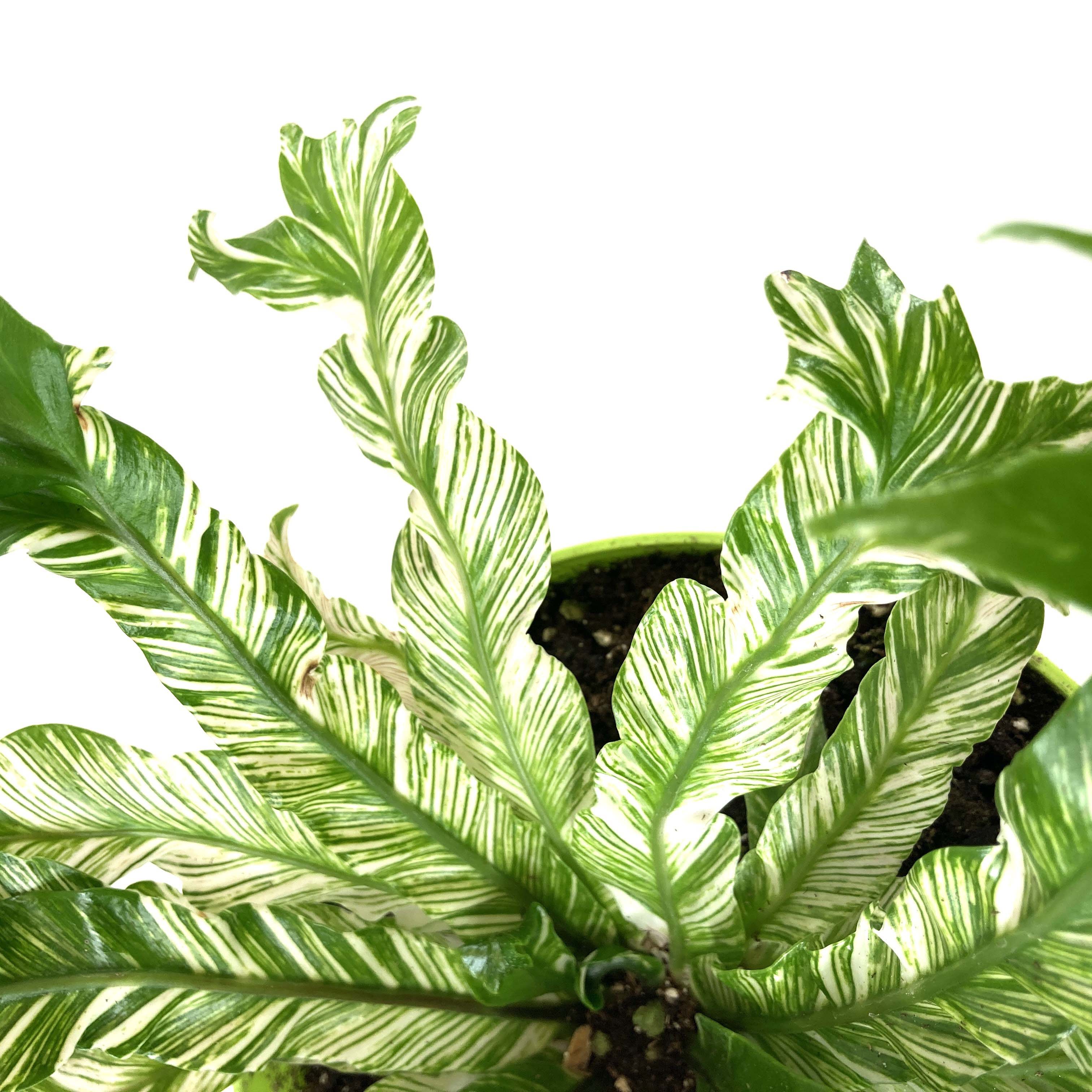 variegated bird nest fern Fern, 7.5in, Bird's Nest Variegated