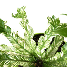 Load image into Gallery viewer, Fern, 7.5in, Bird's Nest Variegated