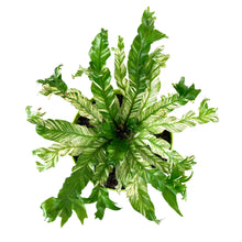 Load image into Gallery viewer, Fern, 7.5in, Bird's Nest Variegated