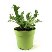 Load image into Gallery viewer, Fern, 7.5in, Bird's Nest Variegated