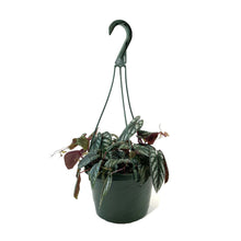 Load image into Gallery viewer, Begonia, 7.5in Hanging Basket, Rex Vine - Floral Acres Greenhouse & Garden Centre