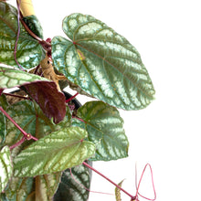 Load image into Gallery viewer, Begonia, 7.5in, Rex Vine - Floral Acres Greenhouse & Garden Centre