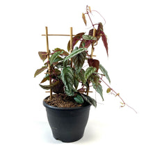 Load image into Gallery viewer, Begonia, 7.5in, Rex Vine - Floral Acres Greenhouse & Garden Centre