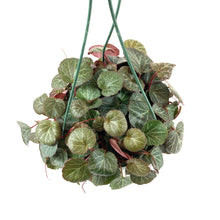 Load image into Gallery viewer, Begonia, 7.5in Hanging Basket, Strawberry - Floral Acres Greenhouse & Garden Centre