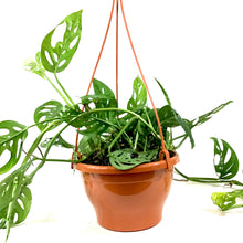 Load image into Gallery viewer, Monstera, 7.5in HB, Adansonii Swiss Cheese - Floral Acres Greenhouse & Garden Centre