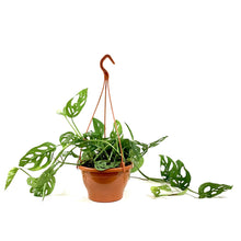 Load image into Gallery viewer, Monstera, 7.5in HB, Adansonii Swiss Cheese - Floral Acres Greenhouse & Garden Centre