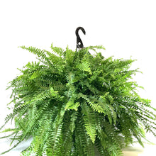 Load image into Gallery viewer, Fern, 12in Hanging Basket, Boston - Floral Acres Greenhouse & Garden Centre