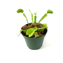 Load image into Gallery viewer, Venus Flytrap, 3in, Green