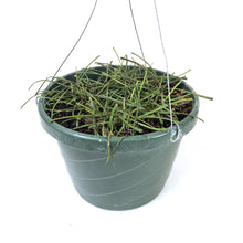 Load image into Gallery viewer, Hoya, 8in Hanging Basket, Retusa - Floral Acres Greenhouse & Garden Centre