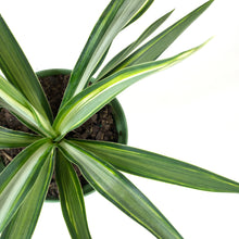 Load image into Gallery viewer, Yucca, 6in, Variegated Tips - Floral Acres Greenhouse & Garden Centre