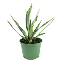 Load image into Gallery viewer, Yucca, 6in, Variegated Tips - Floral Acres Greenhouse & Garden Centre