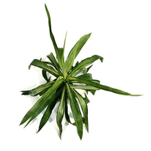 Load image into Gallery viewer, Yucca, 6in, Variegated Tips