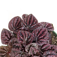Load image into Gallery viewer, Peperomia, 6in, Red Ripple - Floral Acres Greenhouse & Garden Centre