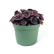 Load image into Gallery viewer, Peperomia, 6in, Red Ripple - Floral Acres Greenhouse & Garden Centre
