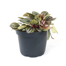 Load image into Gallery viewer, Peperomia, 6in, Piccolo Banda - Floral Acres Greenhouse & Garden Centre