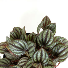 Load image into Gallery viewer, Peperomia, 6in, Piccolo Banda - Floral Acres Greenhouse & Garden Centre