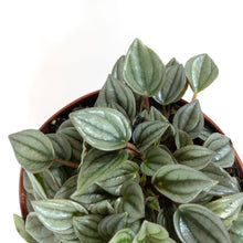 Load image into Gallery viewer, Peperomia, 6in, Napoli Nights - Floral Acres Greenhouse & Garden Centre