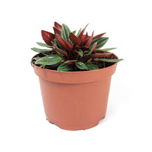 Load image into Gallery viewer, Peperomia, 6in, Rosso - Floral Acres Greenhouse & Garden Centre