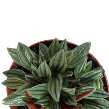 Load image into Gallery viewer, Peperomia, 6in, Rosso - Floral Acres Greenhouse & Garden Centre