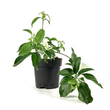 Load image into Gallery viewer, Bougainvillea, 7.5in, Assorted Colours - Floral Acres Greenhouse & Garden Centre
