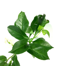 Load image into Gallery viewer, Bougainvillea, 7.5in, Assorted Colours - Floral Acres Greenhouse & Garden Centre