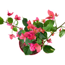 Load image into Gallery viewer, Bougainvillea, 7.5in, Assorted Colours - Floral Acres Greenhouse & Garden Centre