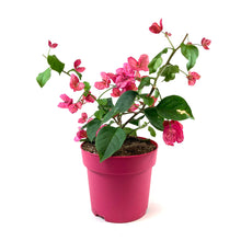 Load image into Gallery viewer, Bougainvillea, 7.5in, Assorted Colours - Floral Acres Greenhouse & Garden Centre