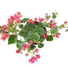 Load image into Gallery viewer, Bougainvillea, 7.5in, Assorted Colours - Floral Acres Greenhouse & Garden Centre