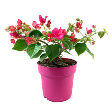 Load image into Gallery viewer, Bougainvillea, 7.5in, Assorted Colours - Floral Acres Greenhouse & Garden Centre