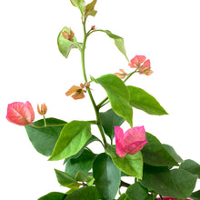 Load image into Gallery viewer, Bougainvillea, 7.5in, Assorted Colours - Floral Acres Greenhouse & Garden Centre