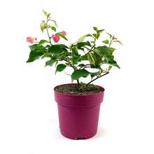 Load image into Gallery viewer, Bougainvillea, 7.5in, Assorted Colours - Floral Acres Greenhouse & Garden Centre