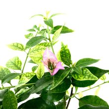 Load image into Gallery viewer, Bougainvillea, 7.5in, Assorted Colours - Floral Acres Greenhouse & Garden Centre