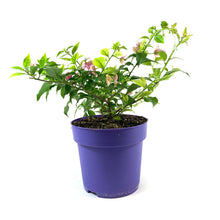 Load image into Gallery viewer, Bougainvillea, 7.5in, Assorted Colours - Floral Acres Greenhouse & Garden Centre