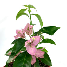Load image into Gallery viewer, Bougainvillea, 7.5in, Assorted Colours - Floral Acres Greenhouse & Garden Centre