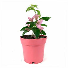 Load image into Gallery viewer, Bougainvillea, 7.5in, Assorted Colours - Floral Acres Greenhouse & Garden Centre