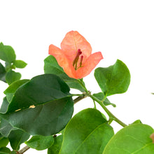 Load image into Gallery viewer, Bougainvillea, 7.5in, Assorted Colours - Floral Acres Greenhouse & Garden Centre