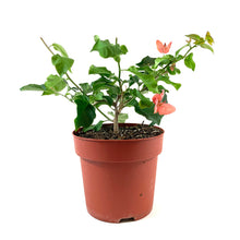 Load image into Gallery viewer, Bougainvillea, 7.5in, Assorted Colours - Floral Acres Greenhouse & Garden Centre