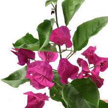 Load image into Gallery viewer, Bougainvillea, 7.5in, Assorted Colours - Floral Acres Greenhouse & Garden Centre