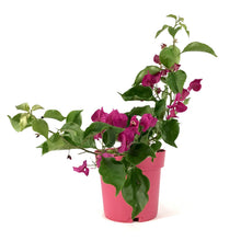 Load image into Gallery viewer, Bougainvillea, 7.5in, Assorted Colours - Floral Acres Greenhouse & Garden Centre